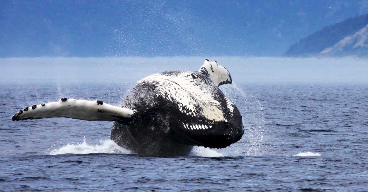 Whale watching cruise